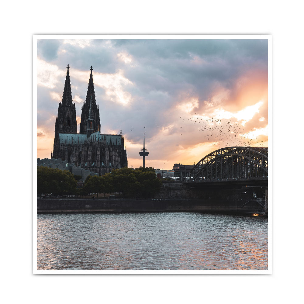 Vögel über Köln Skyline Poster