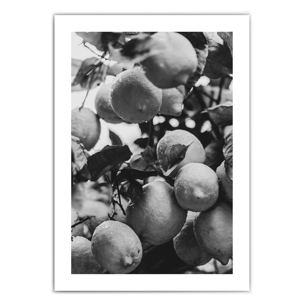 Schwarz Weiß Zitronen aus Italien - Poster für die Küche – 4one Pictures Schwarz Weiß Zitronen aus Italien - Poster für die Küche – 4one Pictures