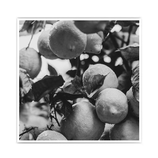 Zitronen Baum in Schwarz Weiß