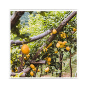 Fruit Market Amalfi - Küchenposter