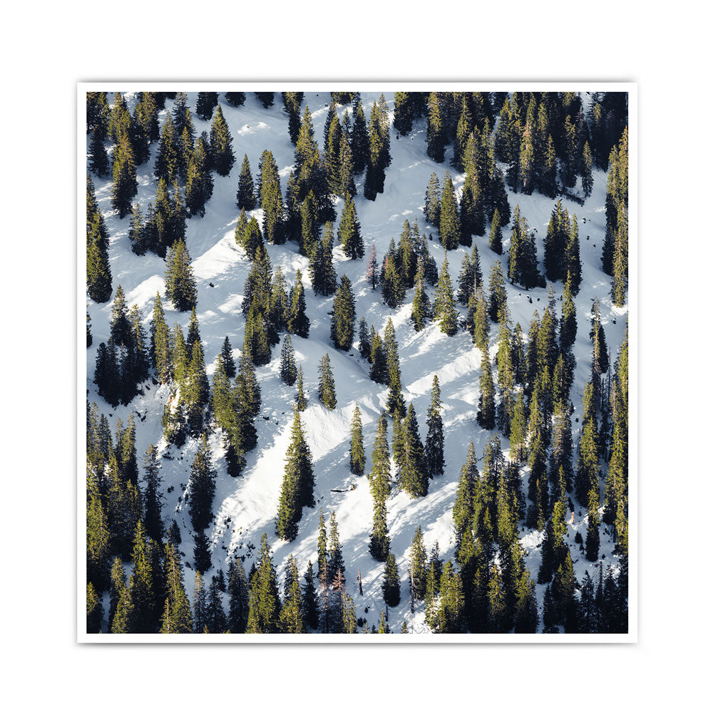 Winter Tannenbäume Quer  - Natur Poster