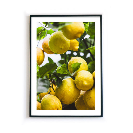 Frische Zitronen - Küchenposter