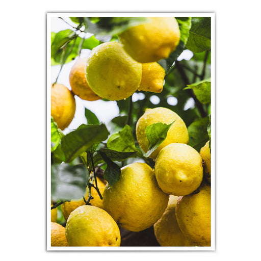 Frische Zitronen - Küchenposter