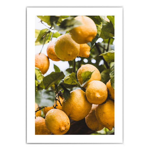 Orangen aus Italien - Küchenposter