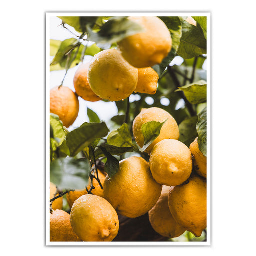 Orangen aus Italien - Küchenposter
