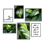 Green Plants - Pflanzen Bilder Set