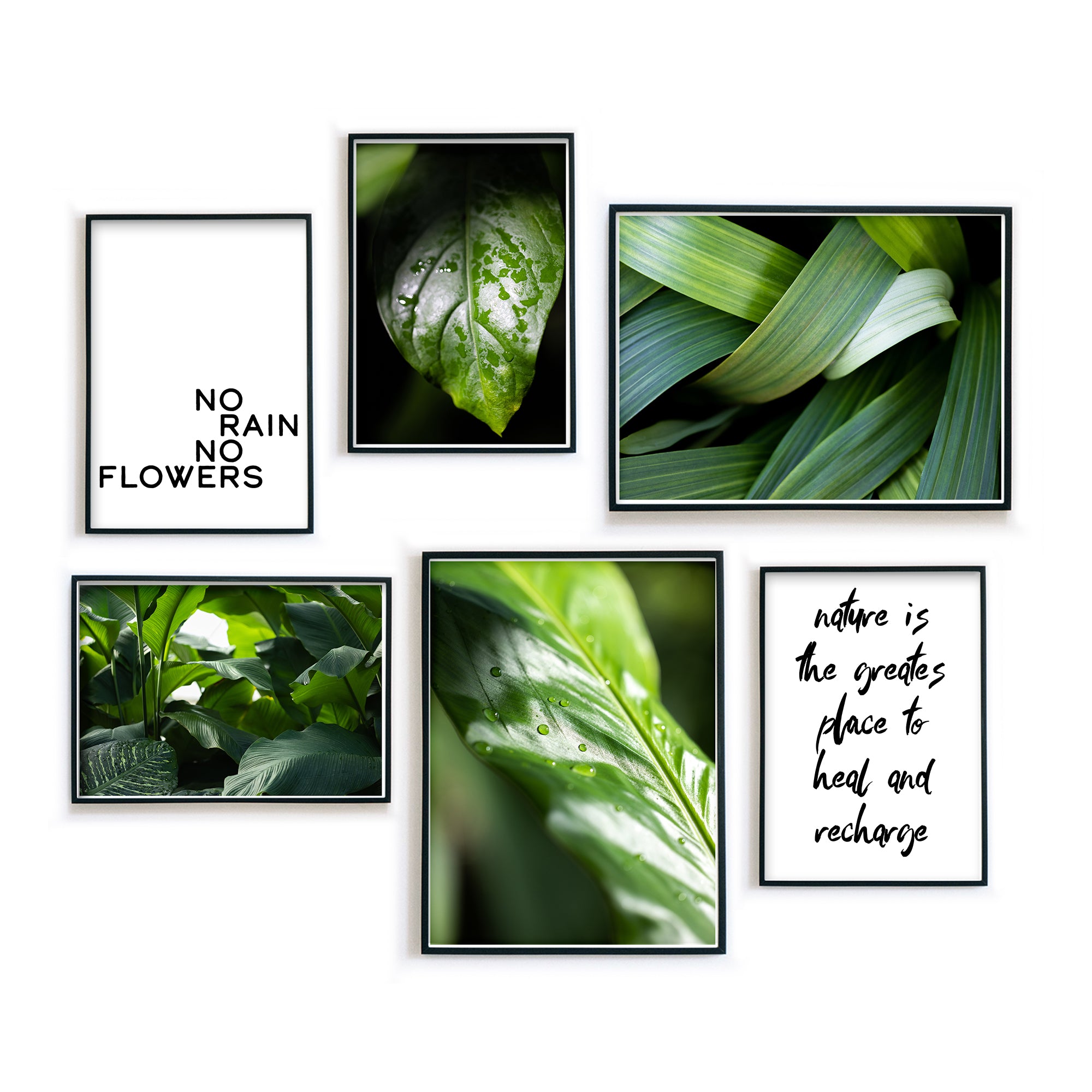 Green Plants - Pflanzen Bilder Set
