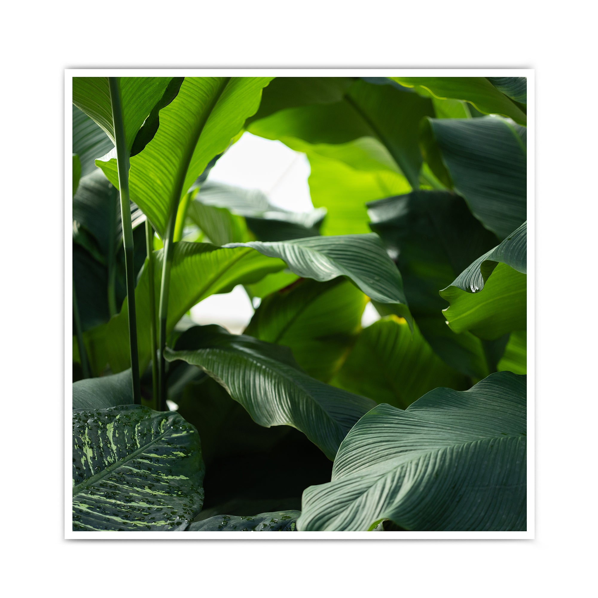 Pflanzen Meer Natur Poster