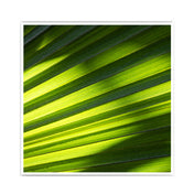 Green Shadows - Natur Poster