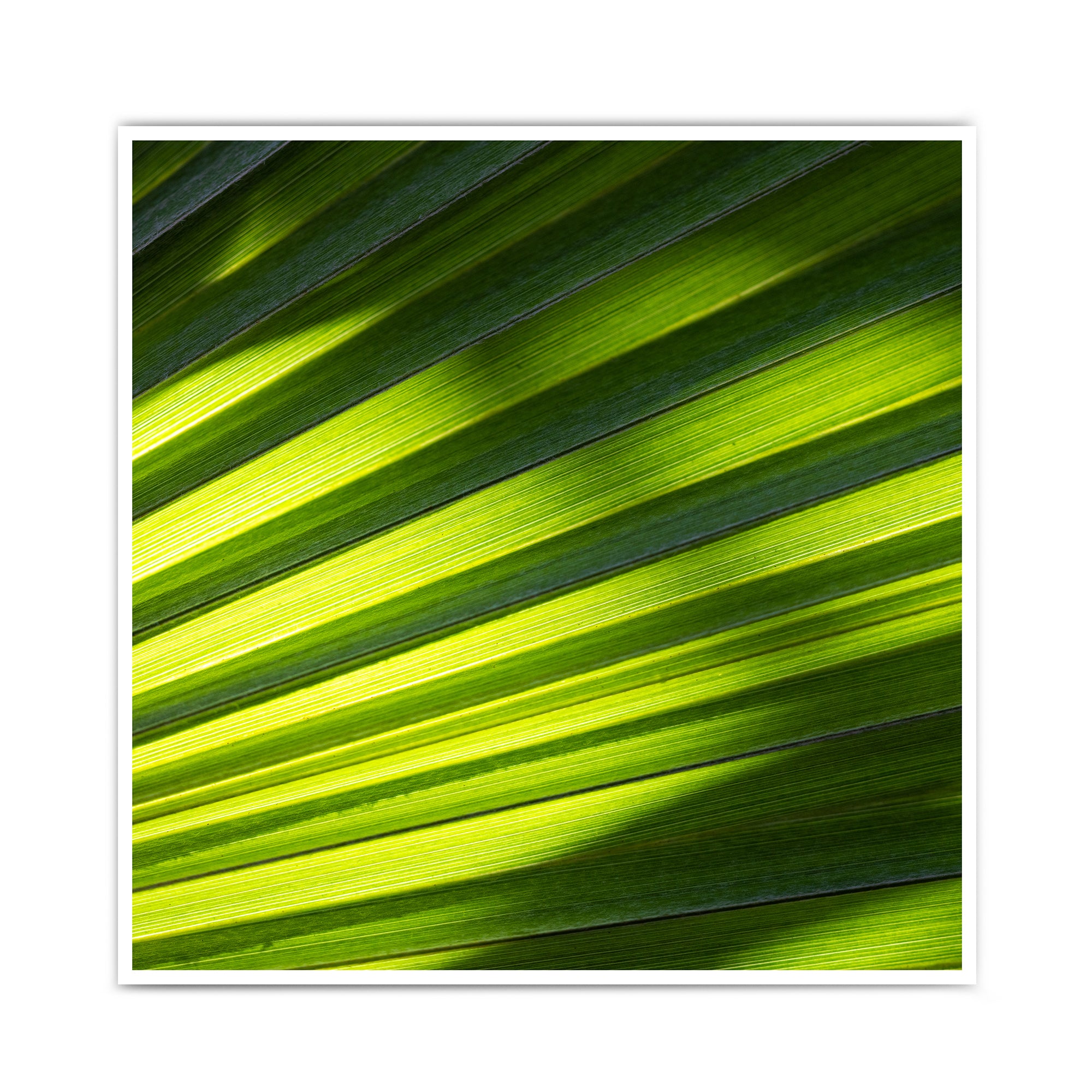 Green Shadows - Natur Poster
