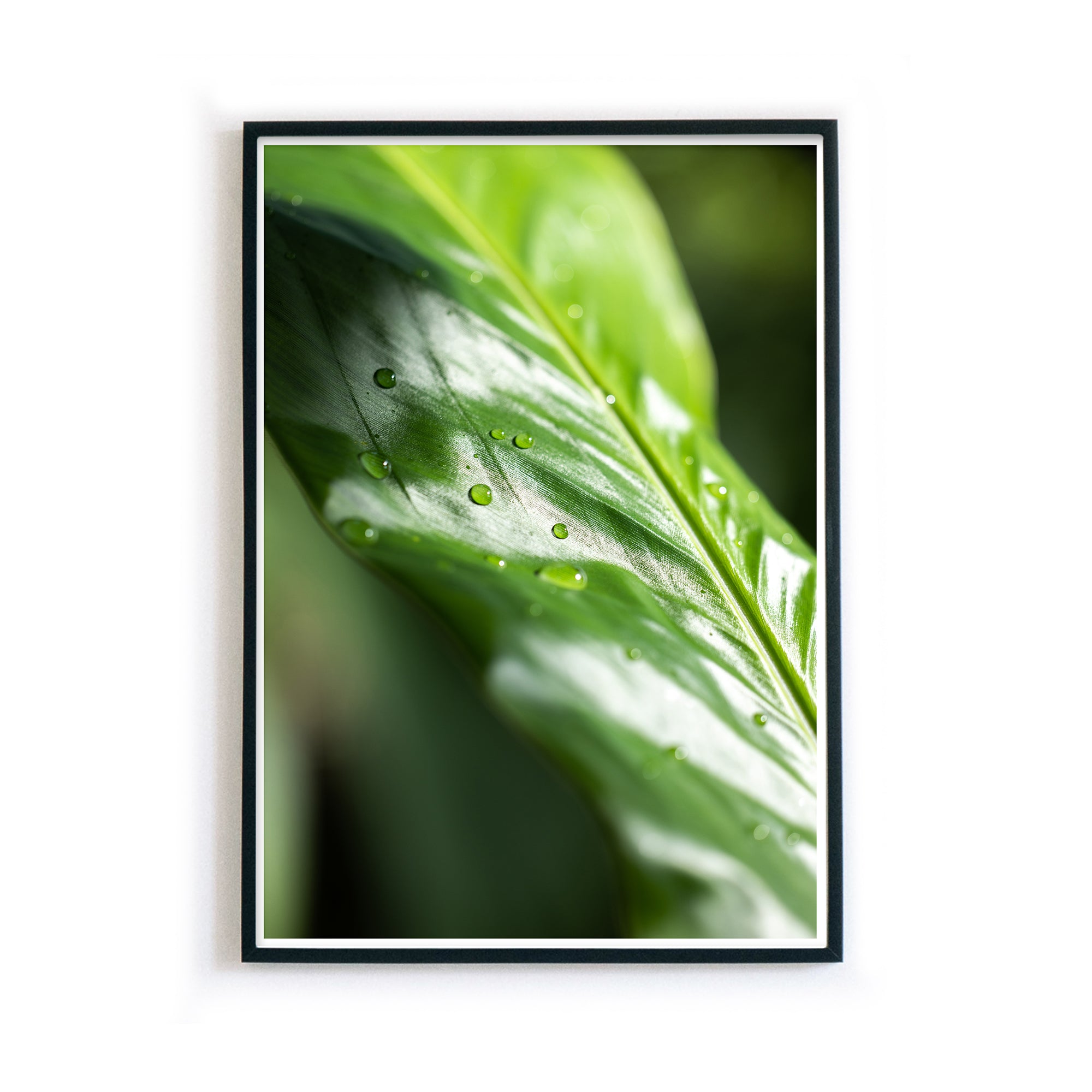 4one-pictures-natur-poster-gruen-pflanzen-wohnzimmer-wassertropfen-blatt-bild-rahmen.jpg