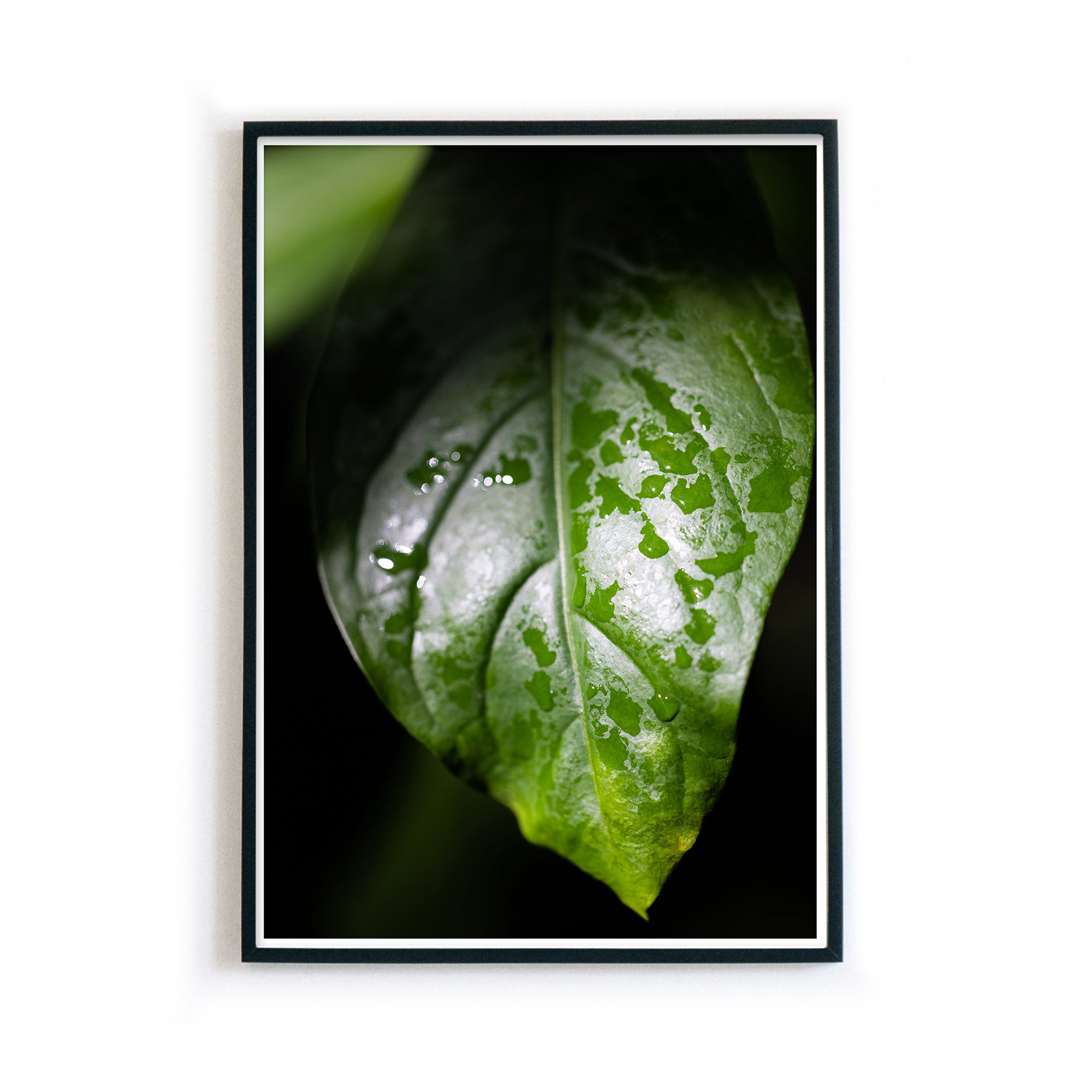 4one-pictures-natur-poster-gruen-pflanzen-wohnzimmer-wassertropfen-blatt-rahmen.jpg