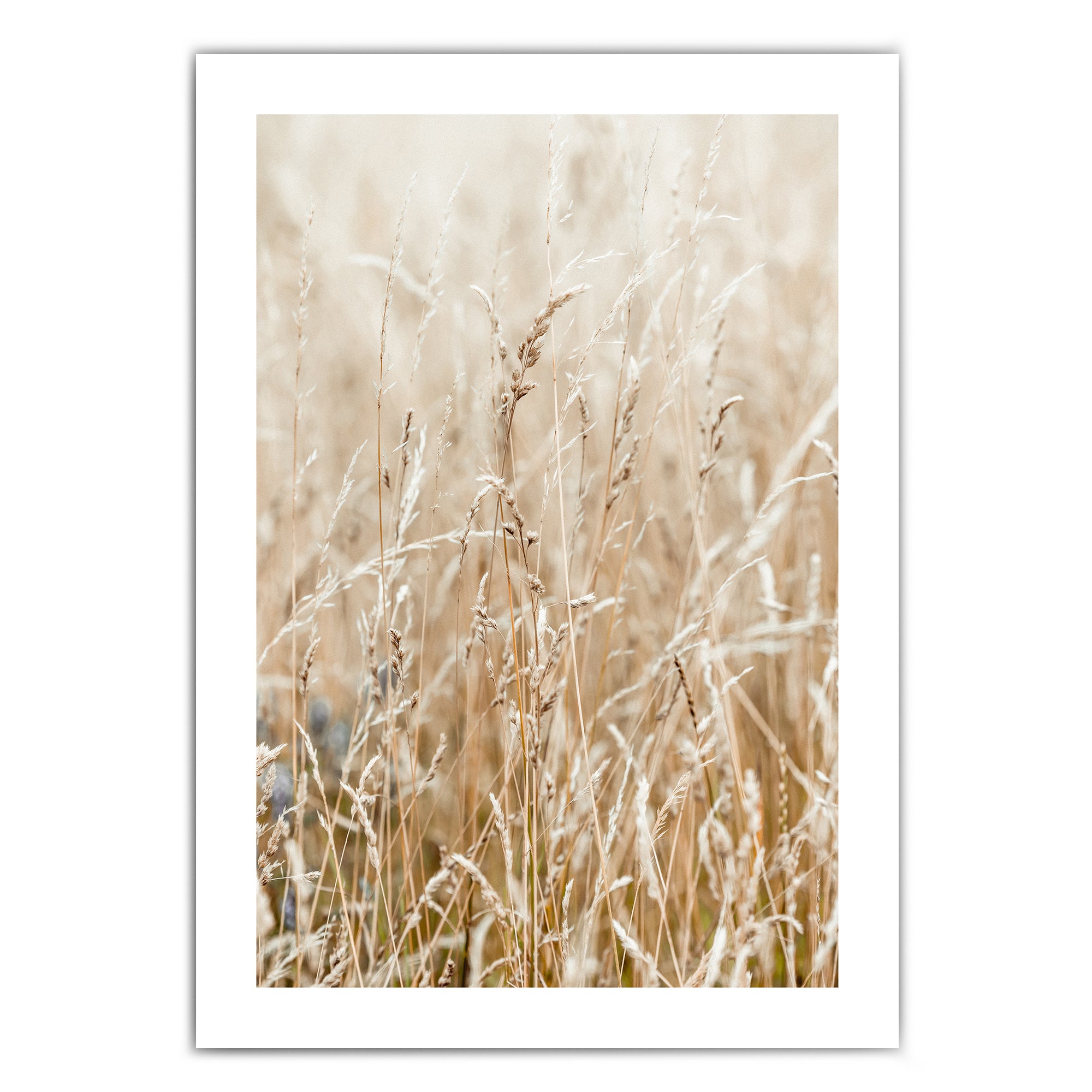 Boho Gräser Bild