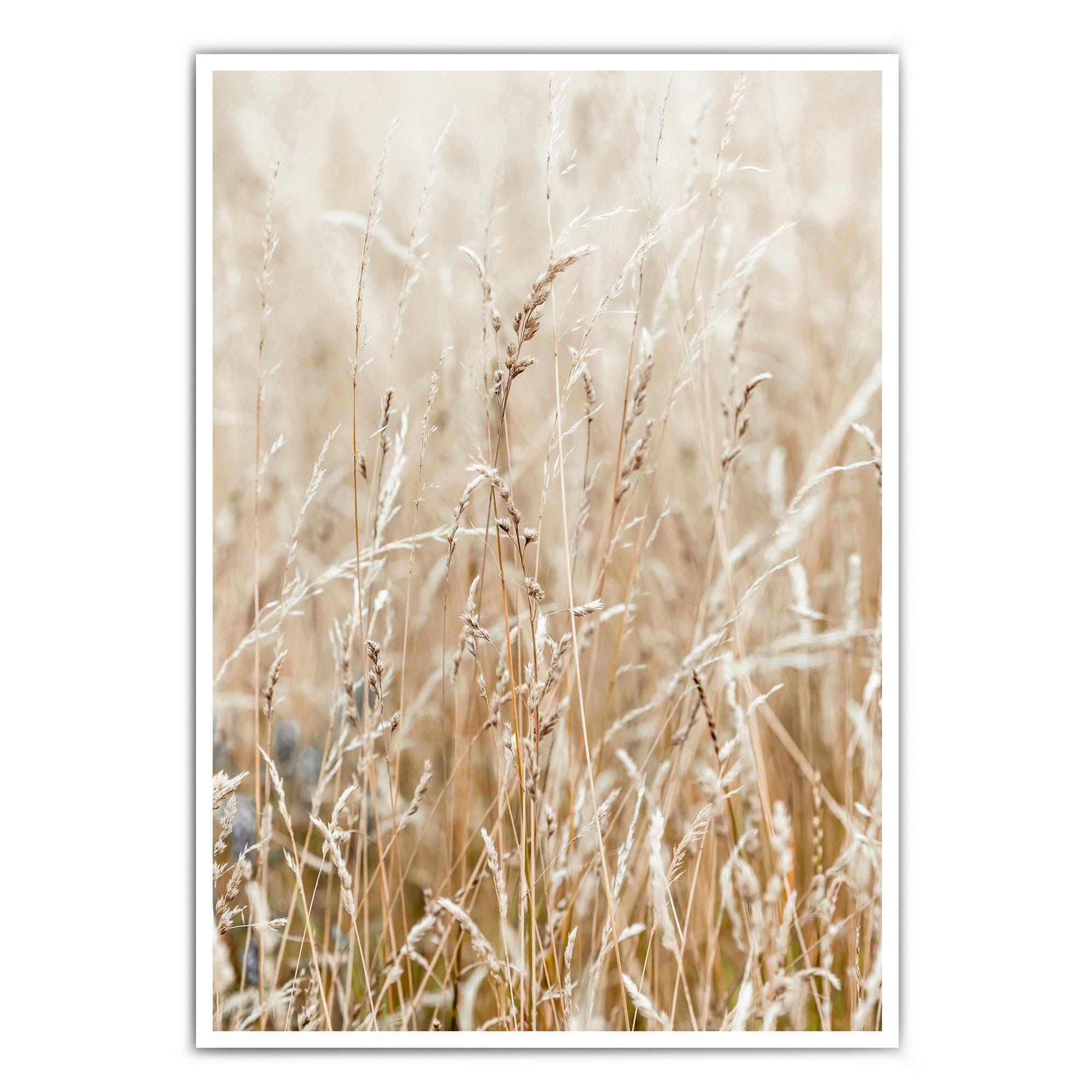 4one-pictures-poster-natur-gras-boho-hell-beige-getreide-pampas-skandi-bild-4one.jpg