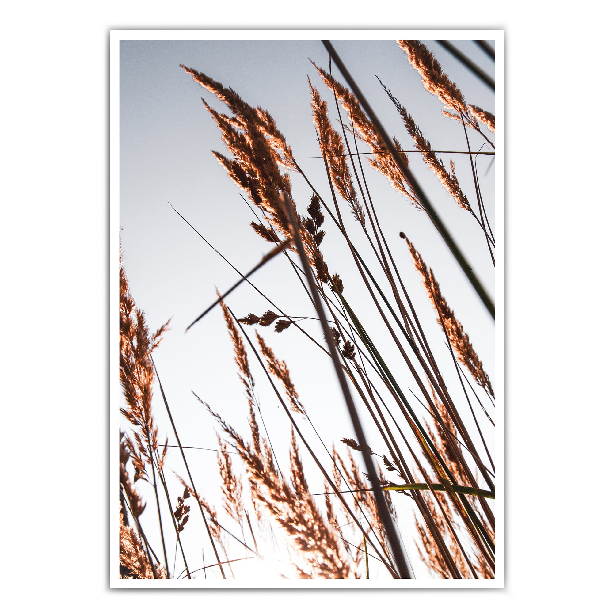 4one-pictures_natur_a4_a3_30x40_poster_bild_ostsee_hygge_pampas_gras_getreide_pflanzen_natur_1.jpg