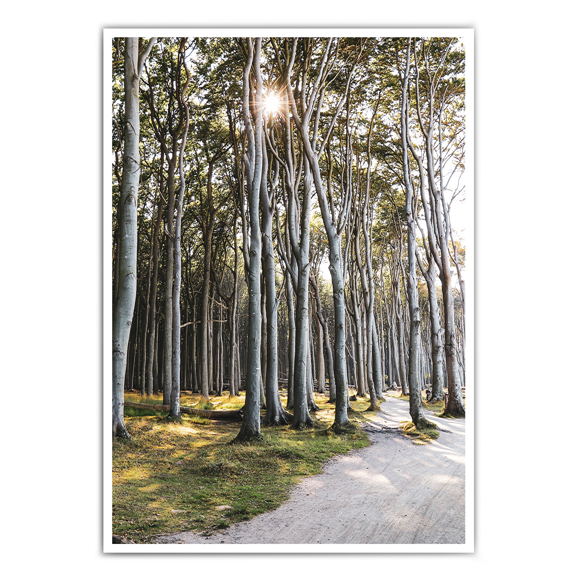 4one-pictures_natur_a4_a3_30x40_poster_bild_wald_grun_sommer_fruhling_sonne_ostsee_natur_baum_birken.jpg