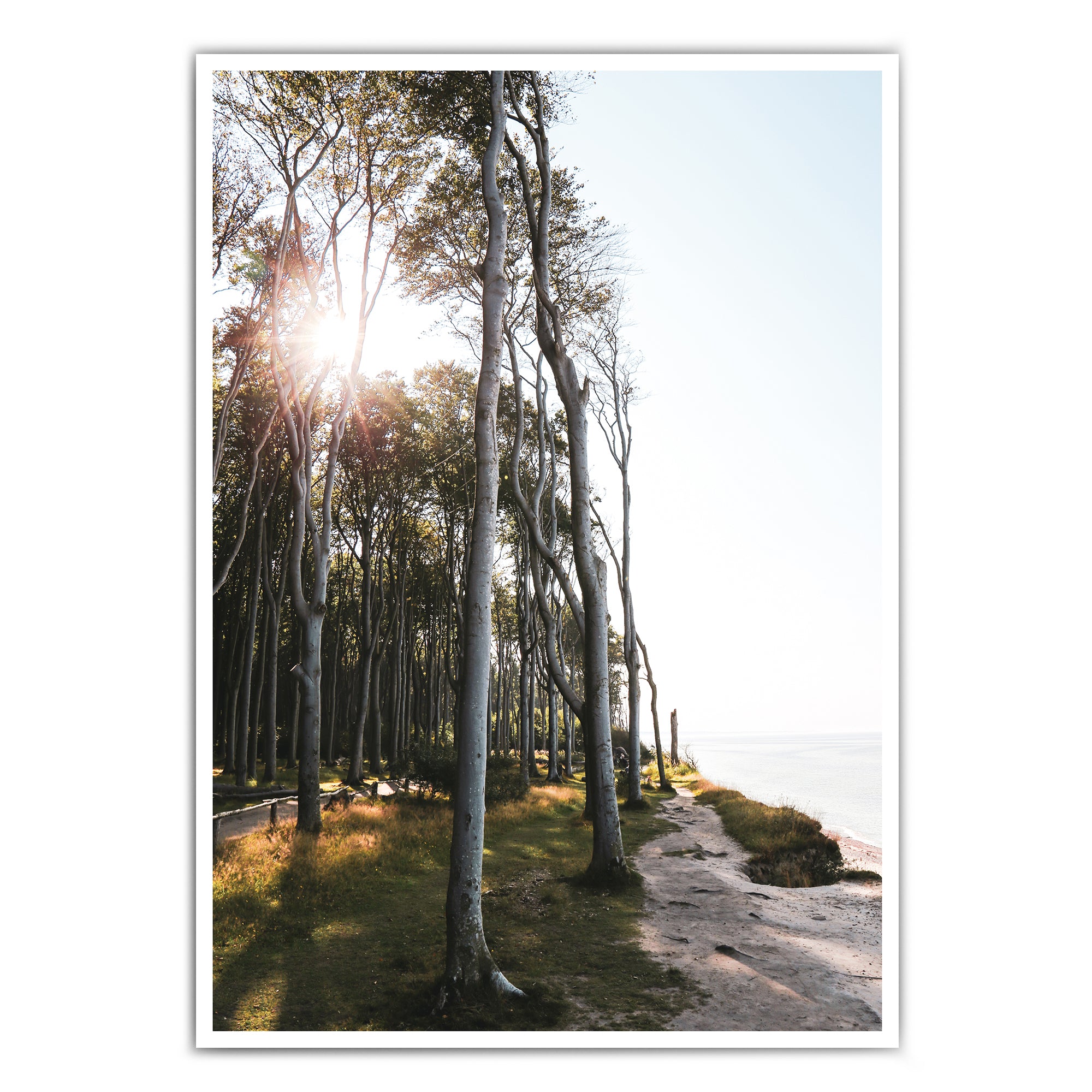 4one-pictures_natur_a4_a3_30x40_poster_bild_wald_grun_sommer_fruhling_sonne_ostsee_natur_baum_birken_meer_foto_4one.jpg