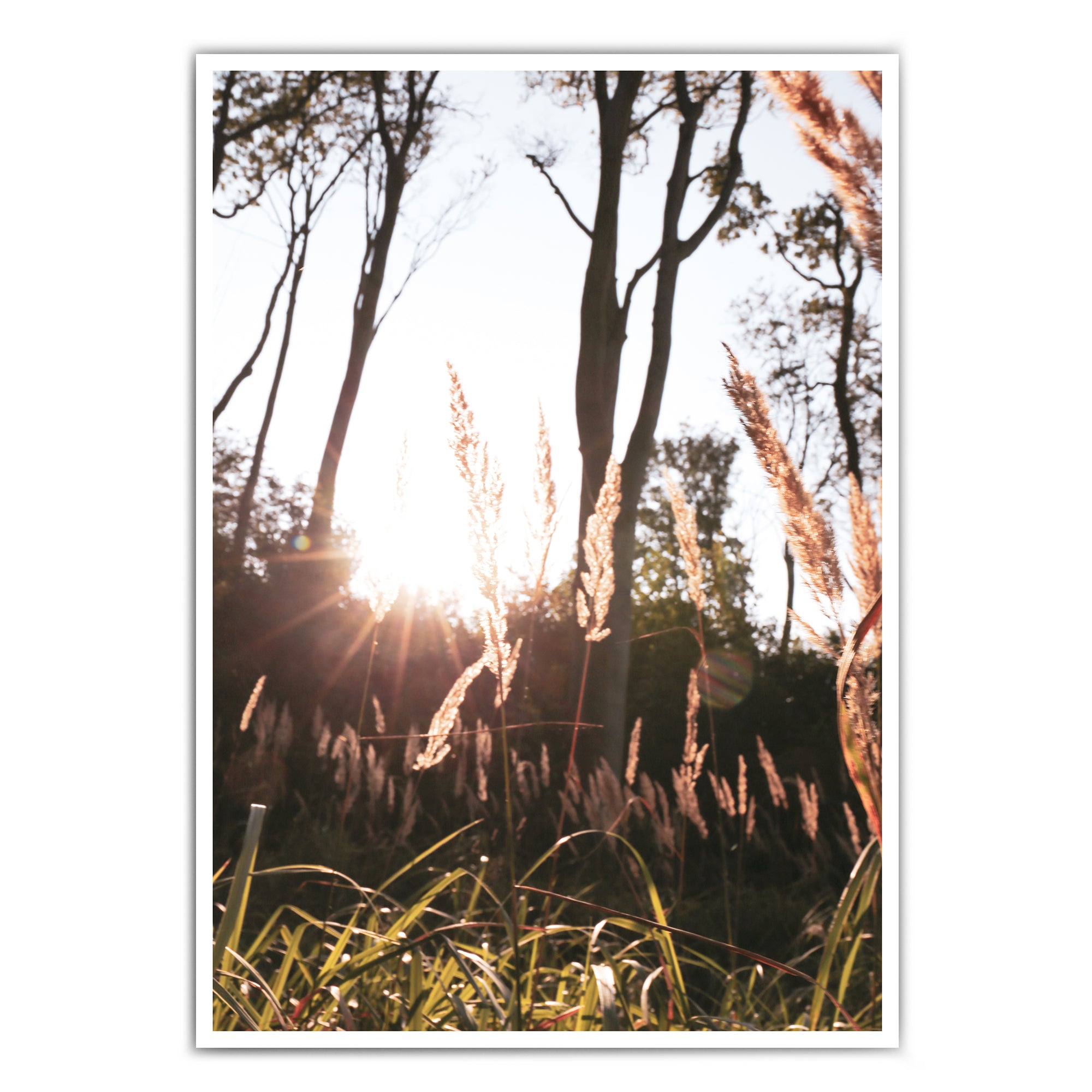Wald Natur für - Bilder Pictures & 4one Wohnzimmer Poster See – dein