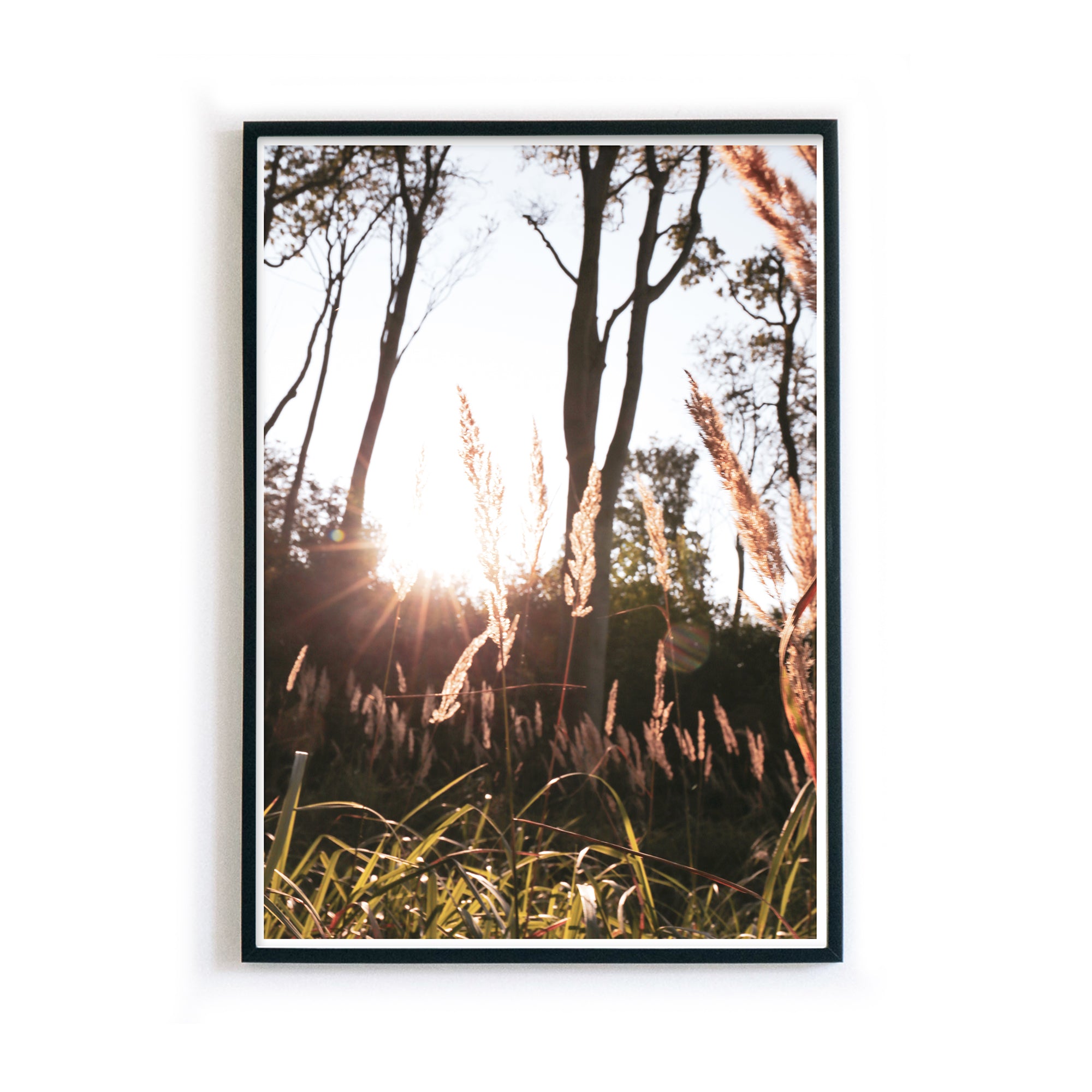 4one_pictures_natur_poster_wald_sonne_gras_pampas_skandi_bild_2_a4_a3_rahmen.jpg