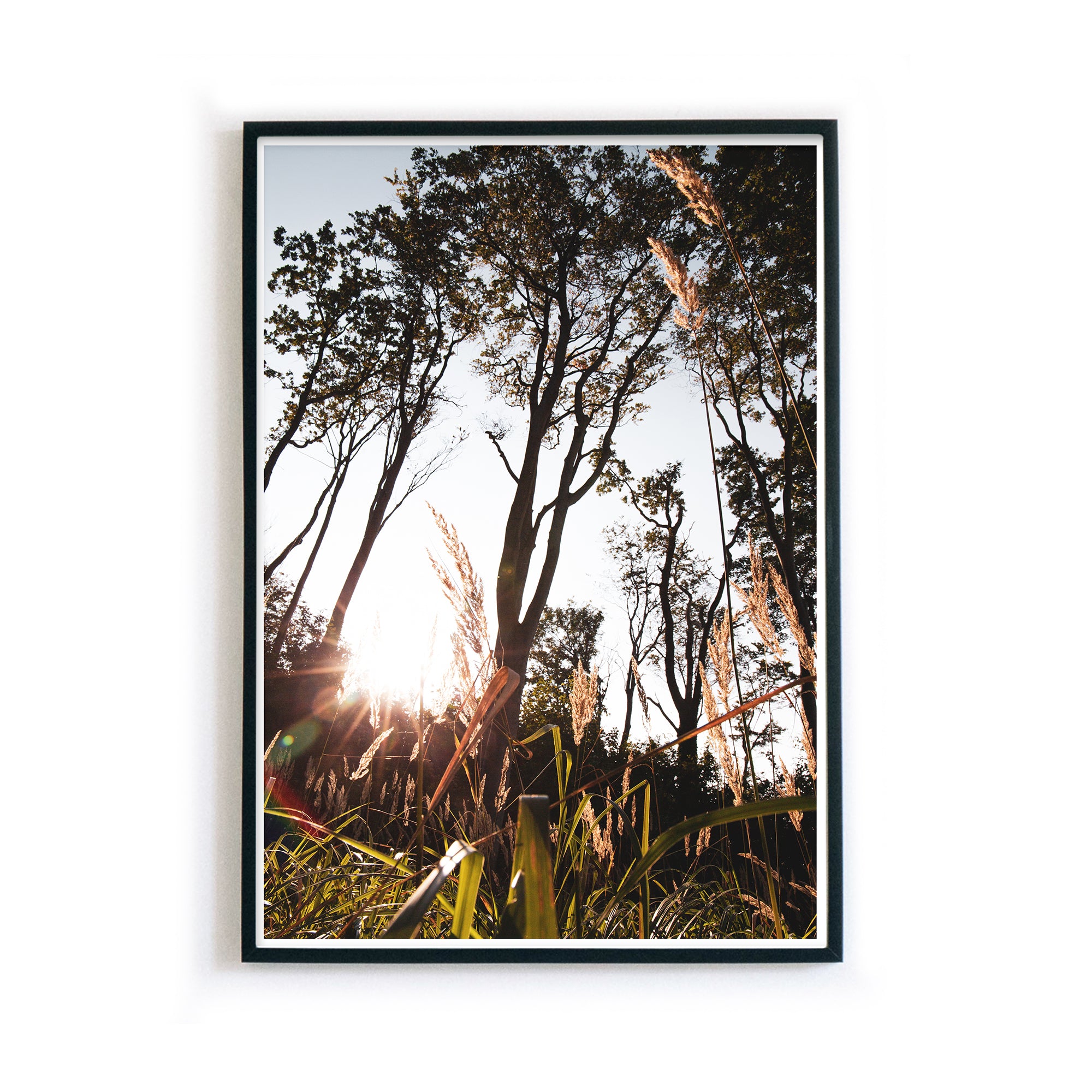 4one_pictures_natur_poster_wald_sonne_gras_pampas_skandi_bild_a4_a3_rahmen.jpg