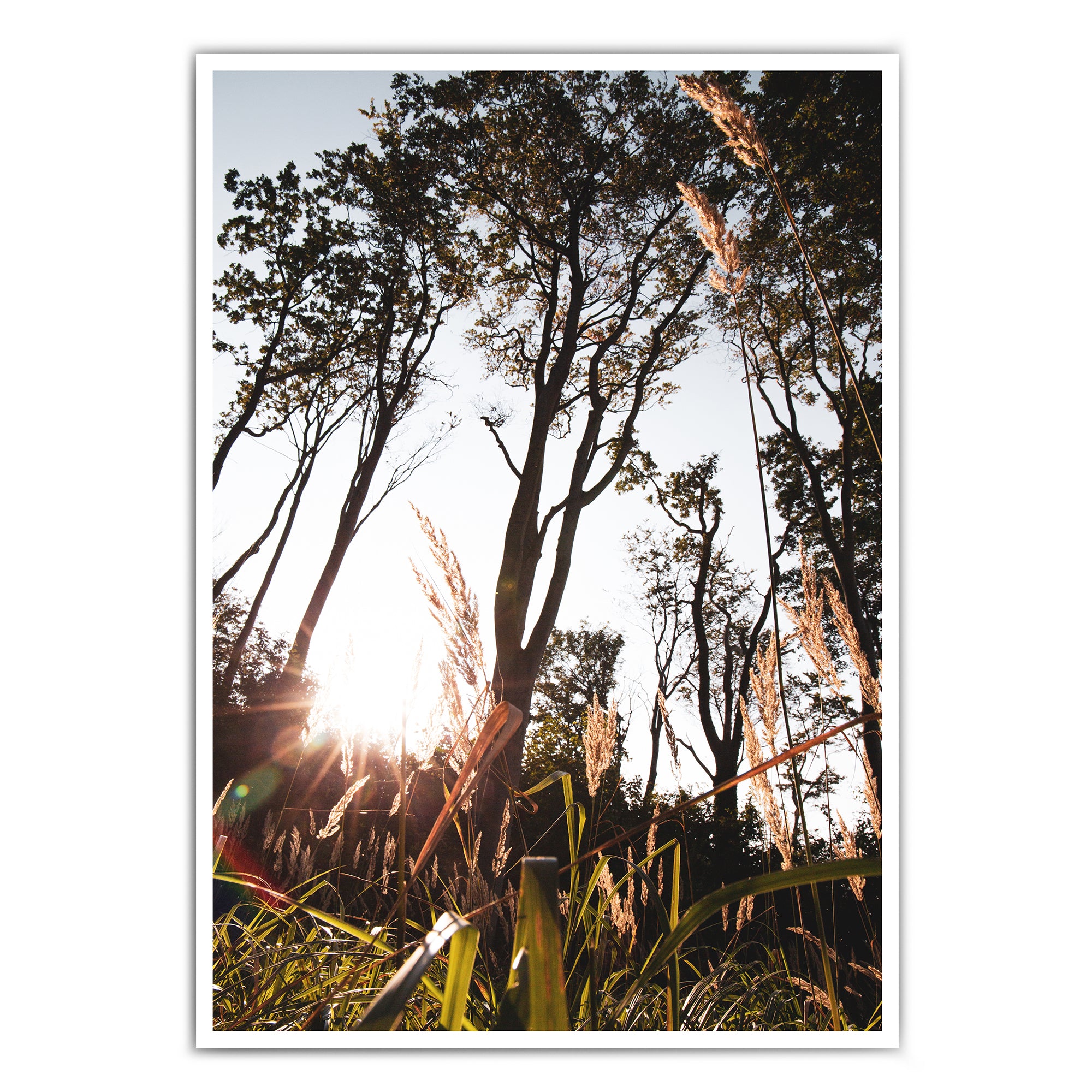 4one_pictures_natur_poster_wald_sonne_gras_pampas_skandi_bild_a4_a3_rone.jpg