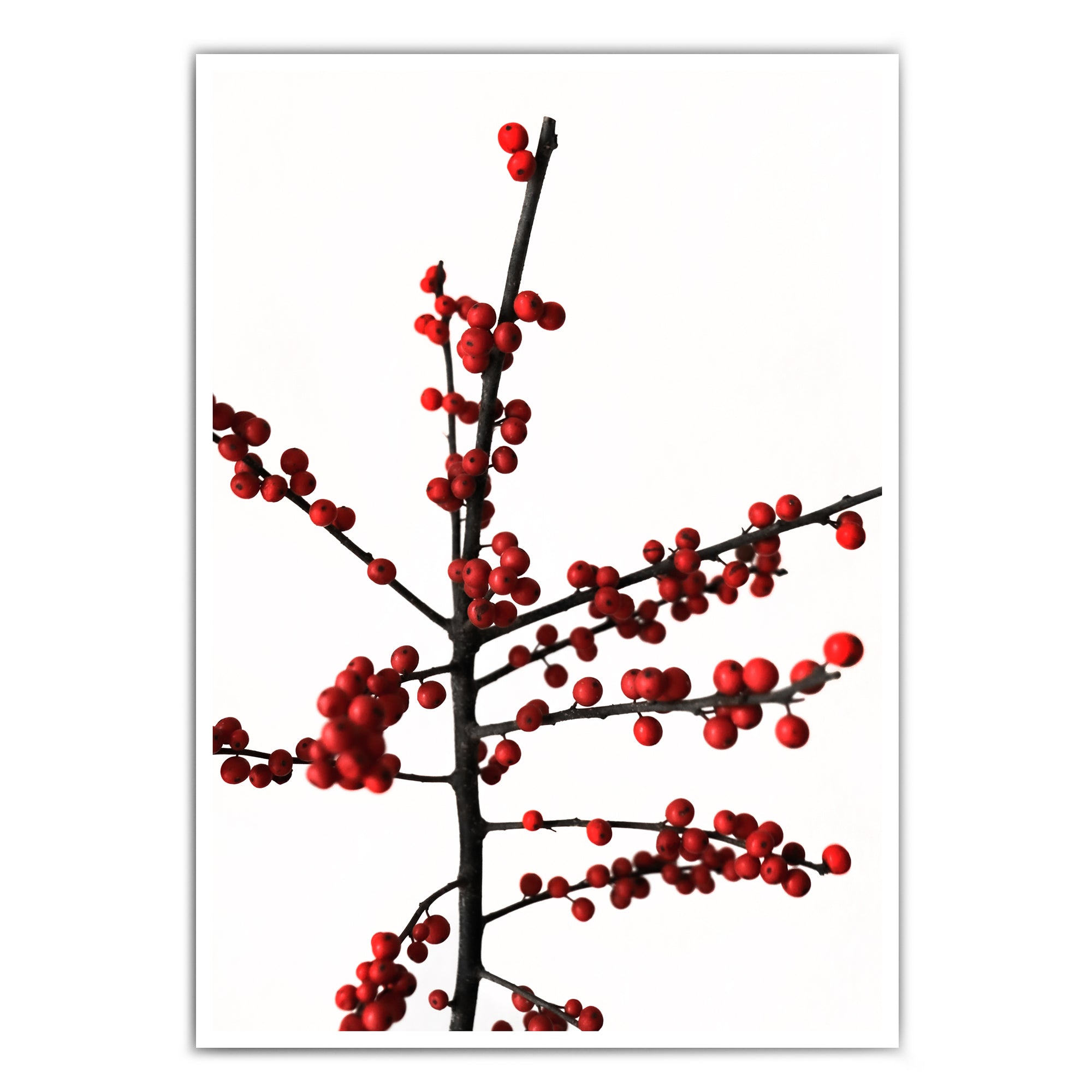 4onepictures-dina4-poster-weihnachten-ilex-natur-pflanze-poster.jpg