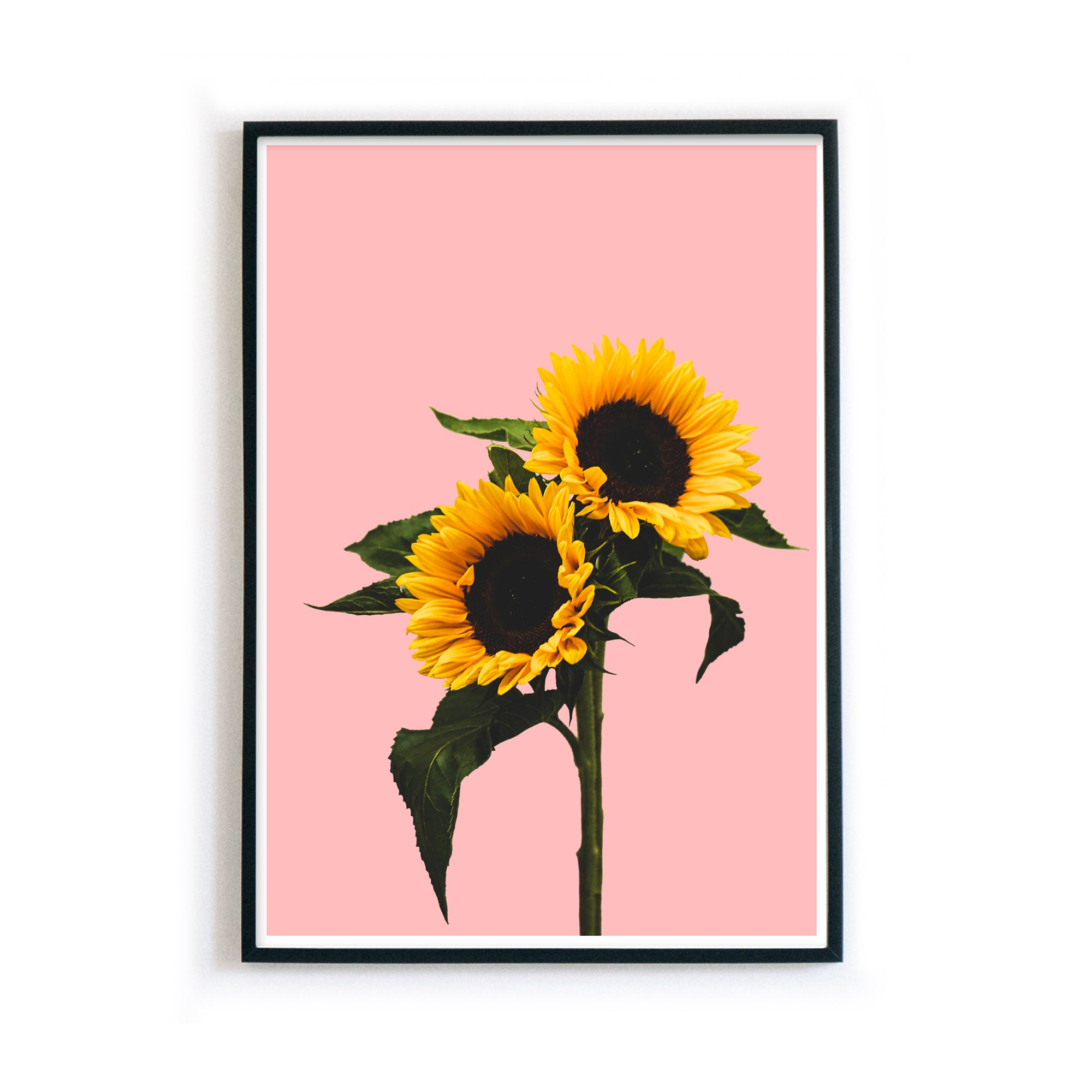 4onepictures-poster-rosa-sonnenblumen-natur-gelb-blume-bild-pflanze-bilderrahmen.jpg