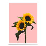 Rosa Sonnenblumen Bild