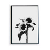 Schwarz Weiss Sonnenblumen