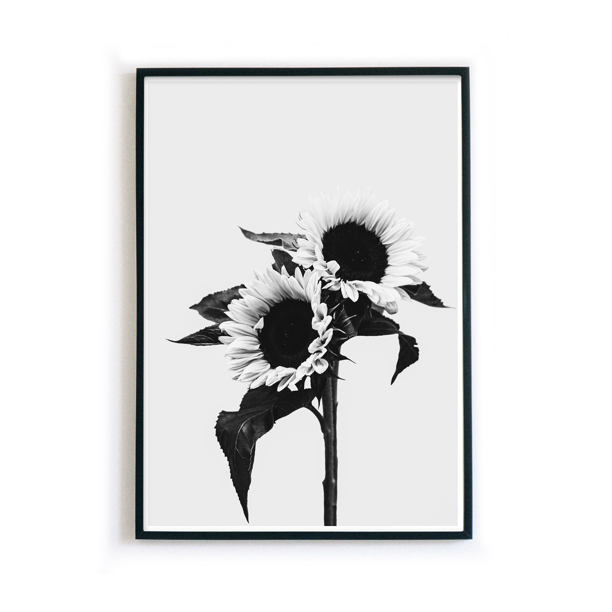 Schwarz Weiss Sonnenblumen