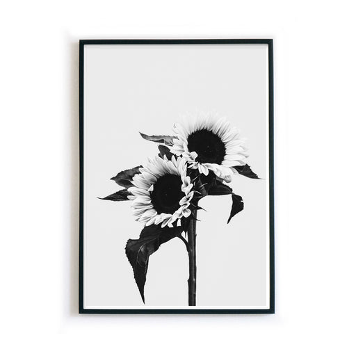 Schwarz Weiss Sonnenblumen