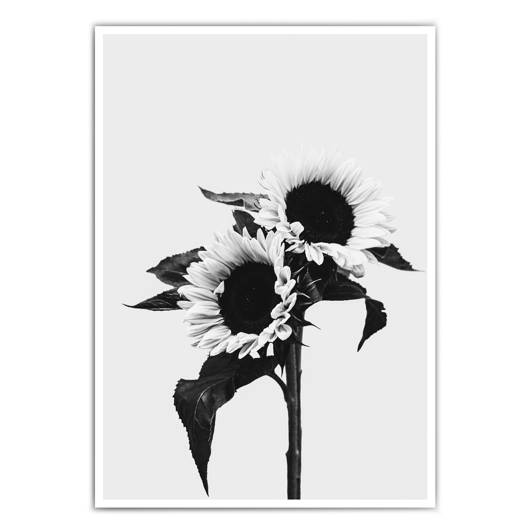 4onepictures-poster-sonnenblumen-schwarz-weiss-blumen-pflanze-poster.jpg