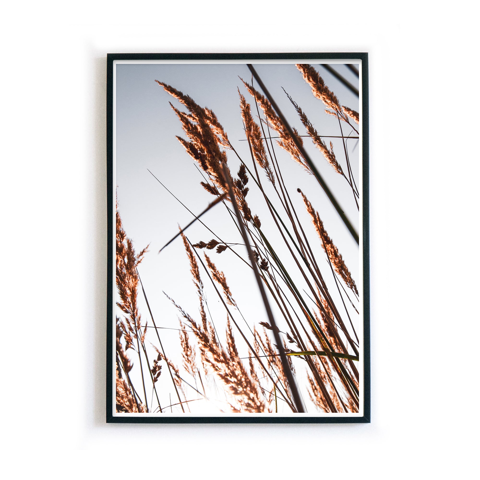 4onepictures_natur_a4_a3_30x40_poster_bild_ostsee_hygge_pampas_gras_getreide_pflanzen_natur_bilderrahmen.jpg