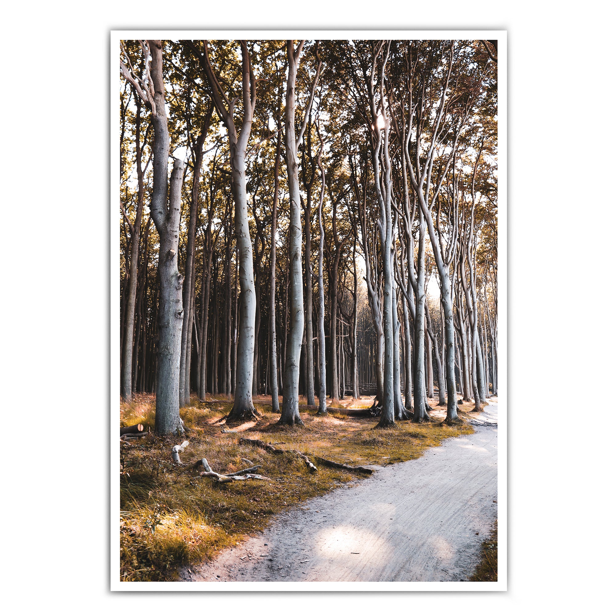 4onepictures_natur_a4_a3_30x40_poster_bild_wald_braun_bronce_ostsee_natur_baum_birken.jpg