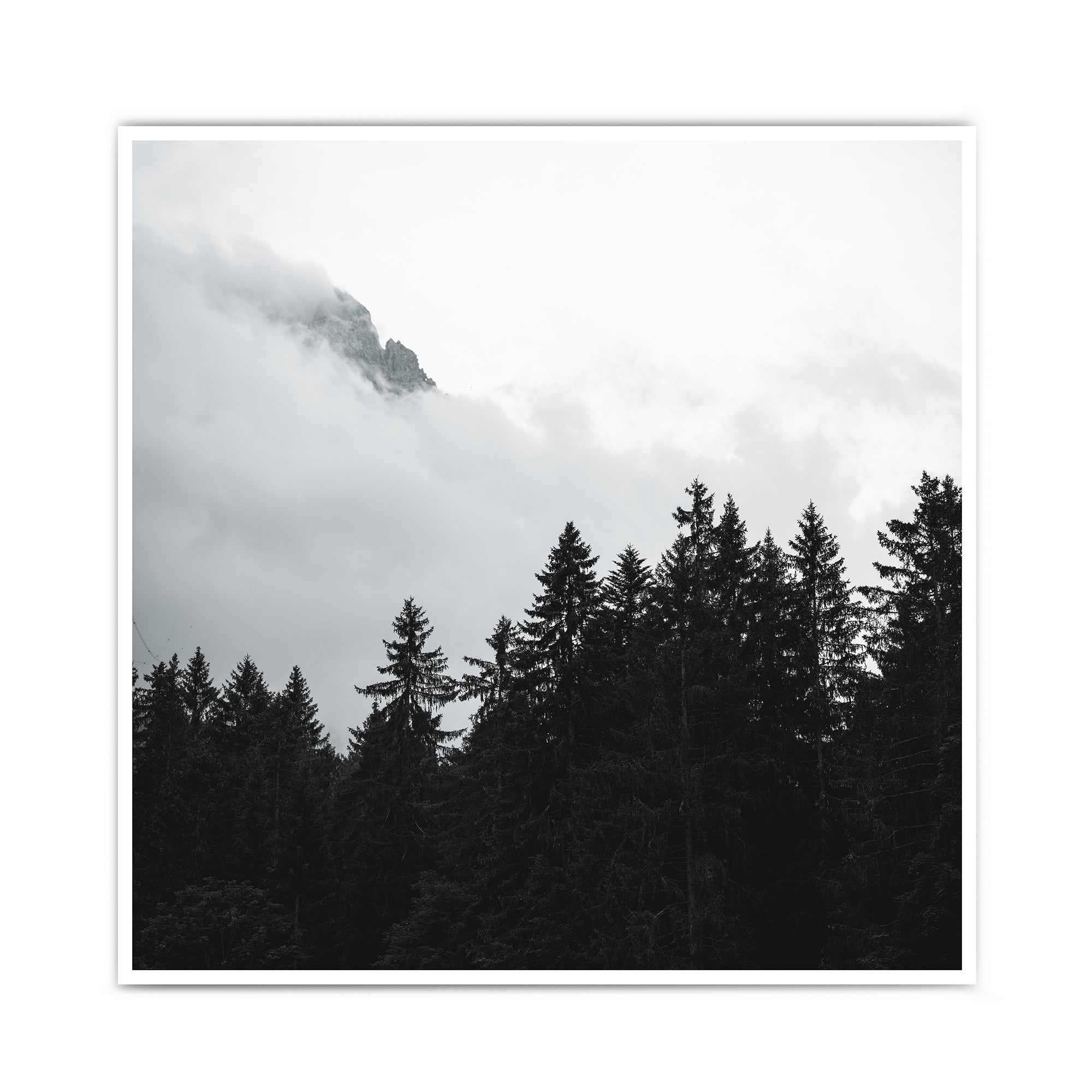 Natur Poster Schwarz Weiß – Pictures - 4one Bild Wohnzimmer Wald