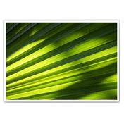 Green Shadows - Natur Poster