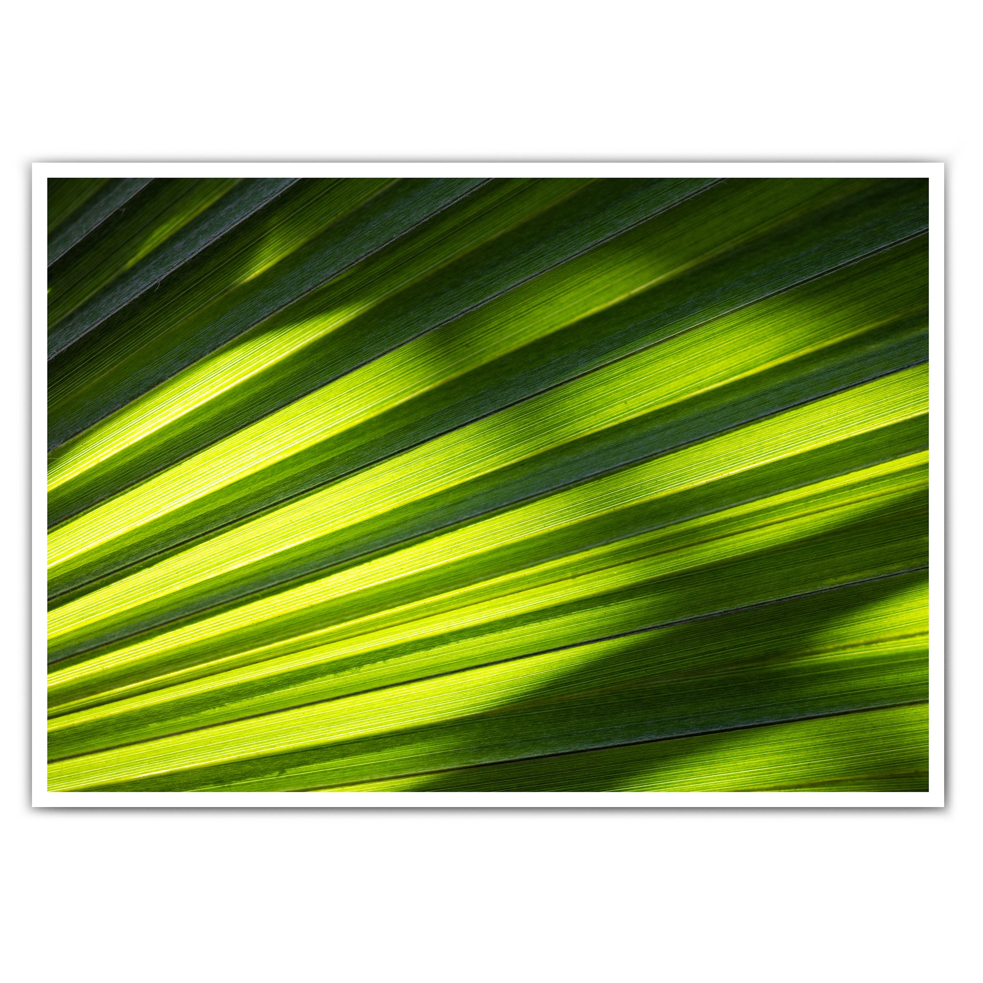 Green Shadows - Natur Poster