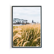 Köln Poster mit Gräsern im Vordergrund, dahinter der Rhein, Kölner Dom und Kranhäuser im Hintergrund. Bild im schwarzen Bilderrahmen.