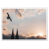 Köln Poster - Sunset Möwe