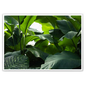 Pflanzen Meer Natur Poster