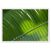 Palmenblatt Natur Poster