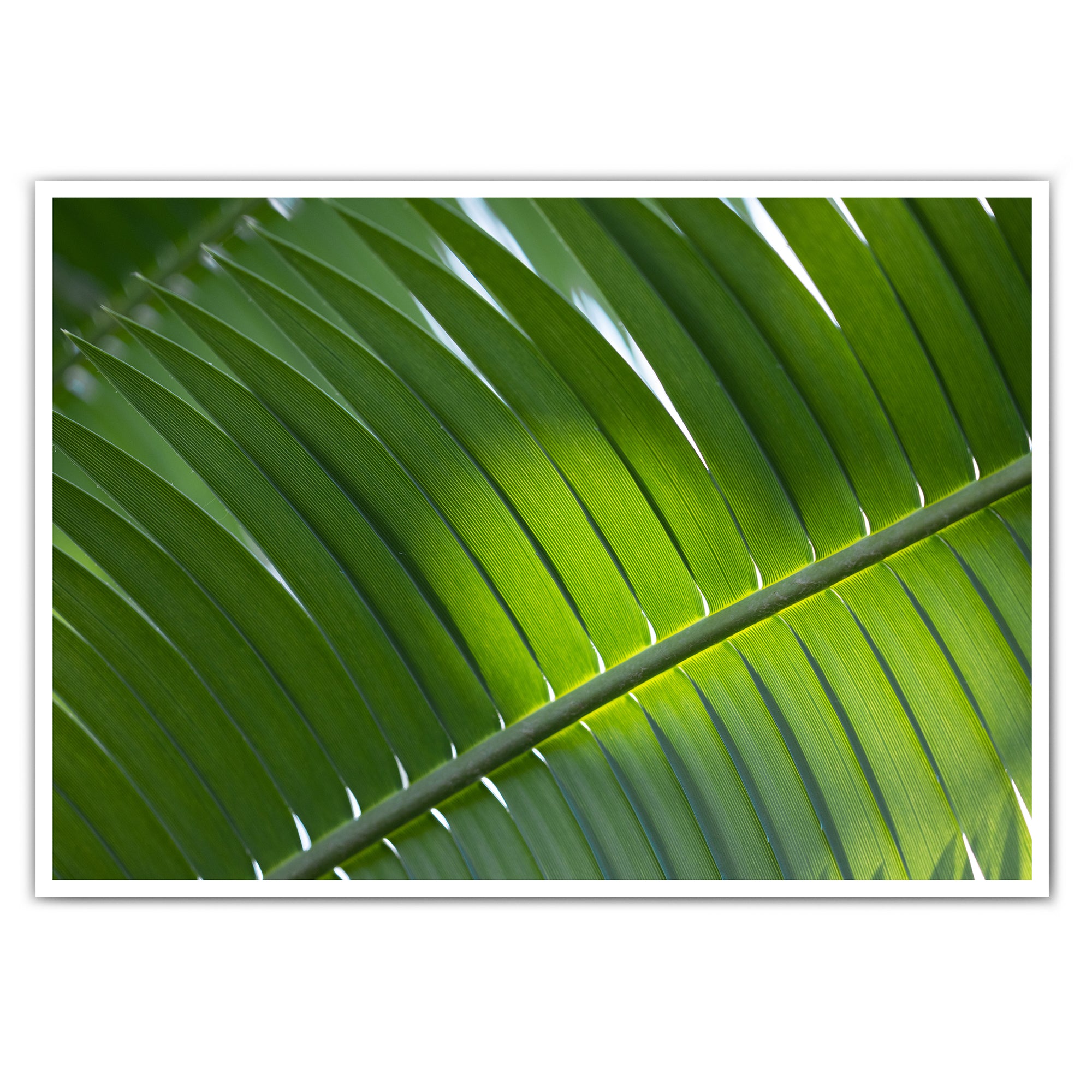 Palmenblatt Natur Poster