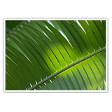 Palmenblatt Natur Poster