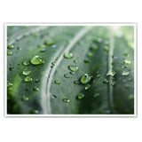 After a rainy day - Pflanzen Bild
