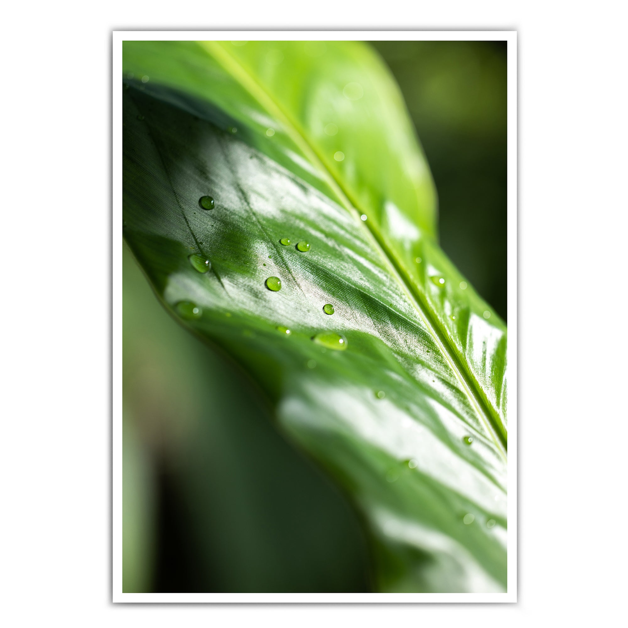 shop-4one-pictures-natur-poster-gruen-pflanzen-wohnzimmer-wassertropfen-blatt-bild.jpg